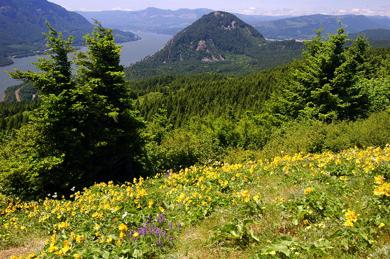 Wind Mountain from Dog Mountain trail #1