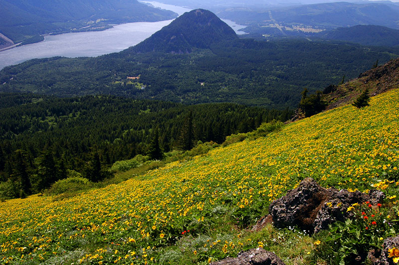 Wind Mountain from Dog Mountain trail #3